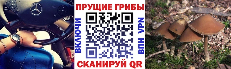 Галлюциногенные грибы прущие грибы  Новоаннинский 